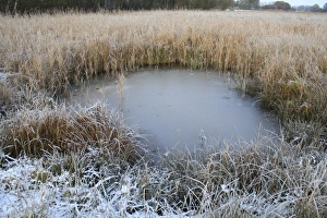 Frosted Prints: Frozen pool in reedbed habitat, in river valley fen, Redgrave and Lopham Fen N. N. R
