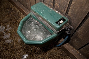 Supply Prints: Frozen water drinker in farm building, Chipping, Lancashire, England, december