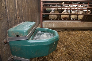 Supply Prints: Frozen water drinker in farm building