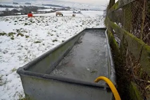 Frozen water trough, at edge of snow covered pasture with sheep, Chipping, Lancashire, England, december