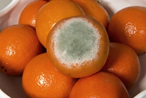 Disease Prints: Fruit rot, Penicillium digitatum