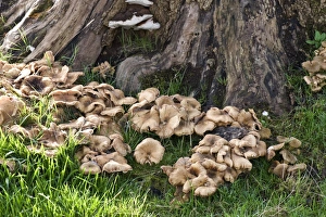 Body Prints: Fruiting bodies of honey fungus