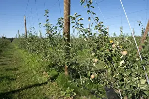 Malus Prints: Fruiting ripe young cordon apples on the trees near Sainte-Foy-la-Grande