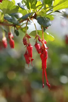 Fuchsia-flowered Gooseberry (Ribes speciosum) close-up of flowers, in garden, Powys, Wales, March
