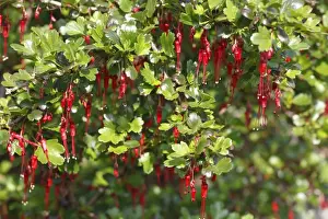 Grossulariaceae Prints: Fuchsia-flowered Gooseberry (Ribes speciosum) flowering, in garden, Powys, Wales, March