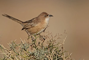 Saharan Prints: Fulvous Babbler (Turdoides fulvus) adult