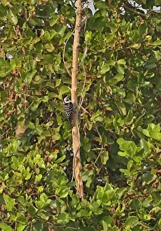 Cambodia Prints: Fulvous-breasted Woodpecker (Dendrocopos macei longipennis) adult female
