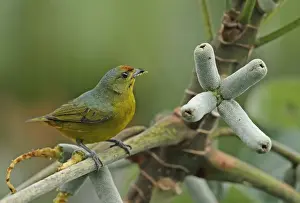 Fulvous-vented Euphonia (Euphonia fulvicrissa fulvicrissa) adult female, feeding in fruiting tree, Canopy Tower