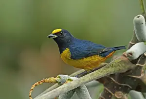 Fruits Prints: Fulvous-vented Euphonia (Euphonia fulvicrissa fulvicrissa) adult male