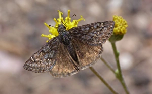 Utah Prints: Funereal Duskywing (Erynnis funeralis) adult male, feeding on flower, Utah, U. S. A. May