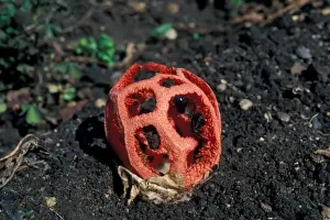 Fungi (Clathus ruber) Cose-up - Colchester 28-07-91 - last one seen 30 years ago in UK FL005718