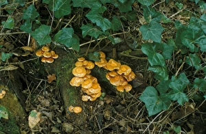 Mushroomsfungi Prints: Fungi - Galerina Marginata