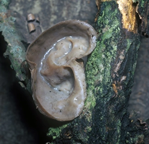 Fungi - Jew's Ear (Auricularia auricula) Close-up