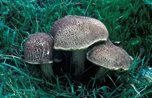 Bolete Prints: Fungi - Red Crackling Boletus (Boletus chrysenteron)