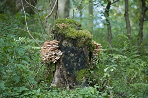 Fungi, toadstool fruiting bodies, growing on rotting tree stump in woodland habitat, Whitewell, Clitheroe, Lancashire