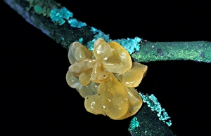 Mushroomsfungi Prints: Fungi - Yellow Brain Fungus (Tremella mesenterica)
