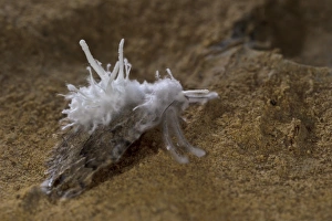 Cave Prints: Fungus (Clavicipitaceae sp. ) fruiting bodies
