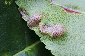 Growth Prints: Fungus (Taphrina sp. ) gall, abnormal outgrowth on underside of diseased leaf