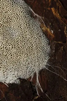 Growth Prints: Fungus (Trechispora hymenocystis) spreading over dead wood with fungal hyphae around margins