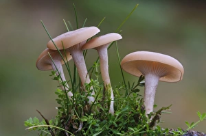 Body Prints: Funnel Cap (Clitocybe metachroa) four fruiting bodies