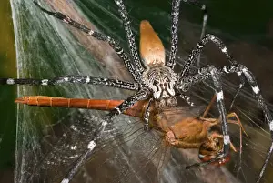Caught Prints: Funnel-web Nursery-web spider (Euprosthenops australis) adult