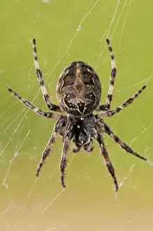 Webs Prints: Furrow Orb-weaver Spider (Larinioides cornutus) adult