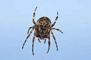 Furrow Orb-weaver Spider (Larinioides cornutus) adult, hanging in web, Dungeness RSPB Reserve, Kent, England, may