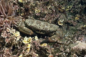 Decapoda Prints: Furrowed Crab (Xantho hydrophilus) adult