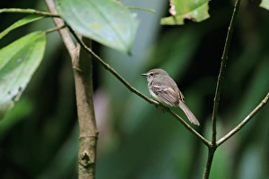 Tobago Prints: Fuscous Flycatcher (Cnemotriccus fuscatus) adult
