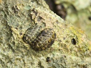 Lesser Antilles Prints: Fuzzy Chiton (Acanthopleura granulata) two adults