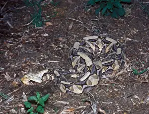 Poison Prints: Gaboon Viper (Bitis gabonica) Curled up on ground - South Africa
