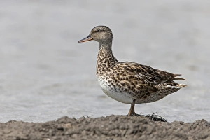 Wildfowl Prints: Gadwall (Anas strepera) adult female