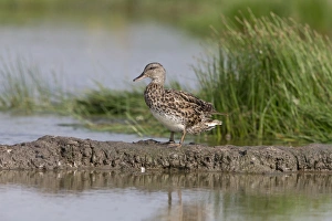 Gadwall (Anas strepera) adult female, standing on mud at edge of water, Suffolk, England, July