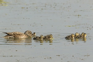 Gravel Prints: Gadwall (Anas strepera) adult female with ducklings
