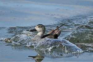 Gadwall (Anas strepera) adult male, breeding plumage, landing and making waves on water in flooded former gravel pit