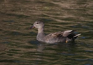 Algarve Prints: Gadwall (Anas strepera) adult male, swimming on coastal lagoon, Algarve, Portugal, april