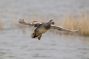 Gadwall (Anas strepera) adult male, calling in flight over water, Minsmere RSPB Reserve, Suffolk, England, april