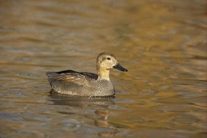 Gadwalls Prints: Gadwall (Anas strepera) adult male