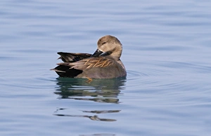 Gadwall (Anas strepera) adult male, preening on water, Lake Geneva, Switzerland, April