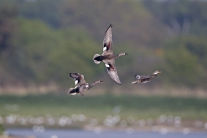 Chases Prints: Gadwall (Anas strepera) two adult males