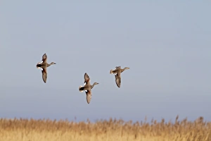 Chases Prints: Gadwall (Anas strepera) adult males and female, in nuptial flight, Norfolk, England