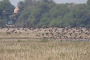 Keoladeo Ghana Prints: Gadwall (Anas strepera) large winter flock