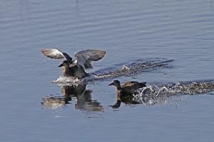 Wild Fowl Prints: Gadwell pair coming into land - RSPB Minsmere, Suffolk