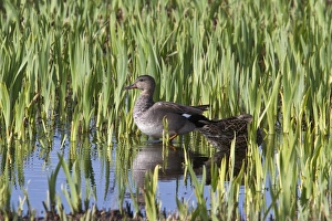 Wild Fowl Prints: Gadwell pair in young reed