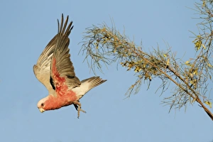 Galah (Eolophus roseicapillus) adult, in flight, taking off from tree in evening sunlight, Uluru-Kata Tjuta N. P
