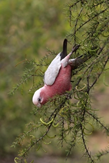 S Eed Prints: Galah (Eolophus roseicapillus) adult