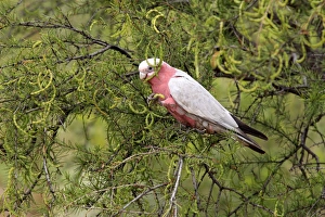 Galah (Eolophus roseicapillus) adult, feeding on acacia seedpods in tree, Outback, Northern Territory, Australia