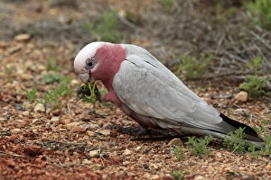 Galah (Eolophus roseicapillus) adult, feeding on fallen acacia seedpods, Outback, Northern Territory, Australia