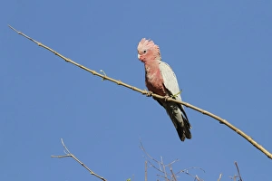 Galah (Eolophus roseicapillus) adult, perched on branch, Western Australia, Australia