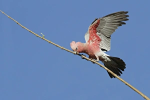 Galah (Eolophus roseicapillus) adult, with wings open, perched on branch, Western Australia, Australia